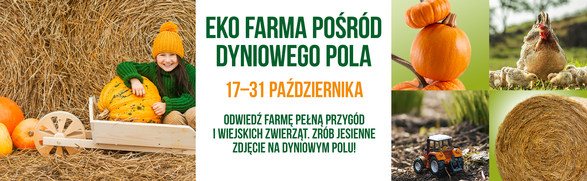 EKO FARMA POŚRÓD DYNIOWEGO POLA